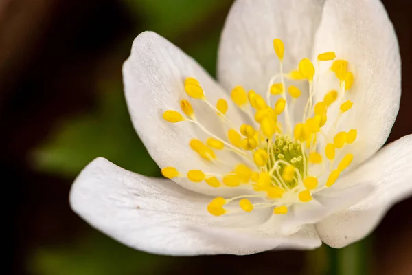 Растение Isopyrum Thalictroides Произрастающее Лесах Макро — стоковое фото