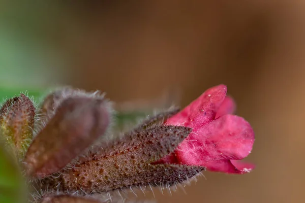 Pulmonaria Australis Рослина Лісі Макрос — стокове фото