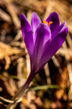 Ormandaki timsah bitkisi, makro