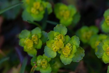 Krisosplenium alternifolium fabrikası, makro atış.