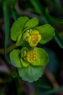 Ormanda büyüyen Krisosplenyum Alterniyolium fabrikası, kapatın.