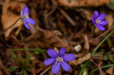 Ormandaki Hepatica çiçekleri, yaklaşın