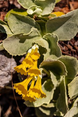 İlkbaharda Primula auricula çiçekleri
