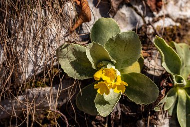 İlkbaharda Primula auricula çiçekleri