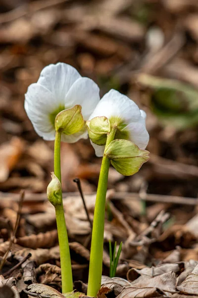 Hellebores Wachsen Wald Aus Nächster Nähe — Stockfoto