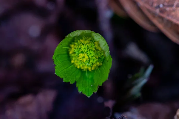 森の中で育つハッケティア植物マクロ — ストック写真