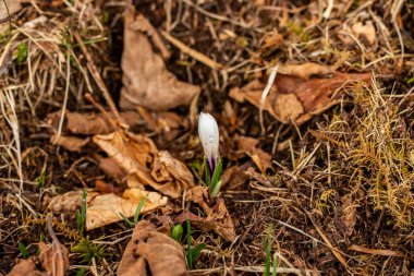 Ormandaki Beyaz Crocus bitkisi, yaklaş.