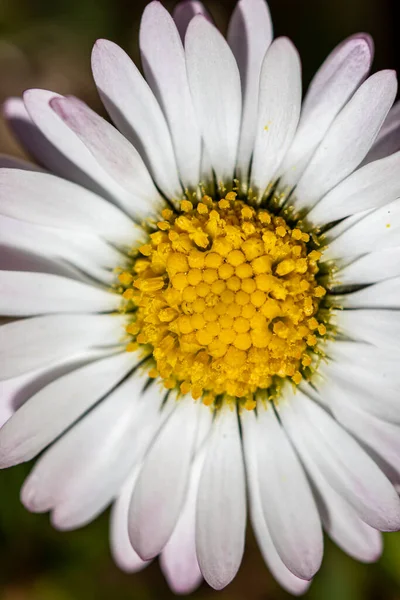 Plante Marguerite Dans Forêt Gros Plan — Photo