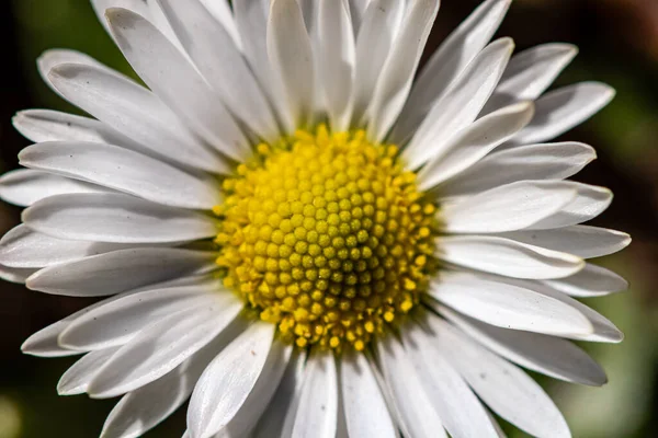 Daisy Plant All Its Beauty — Stock Photo, Image