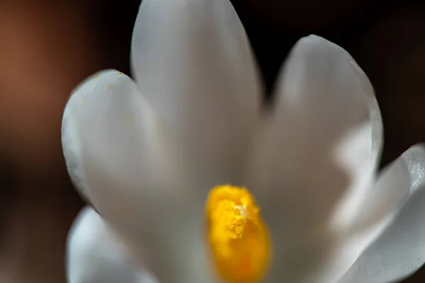 Fehér Crocus Növény Erdőben Makró — Stock Fotó