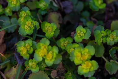 Ormanda büyüyen Krisosplenyum Alterniyolium bitkisi, makro