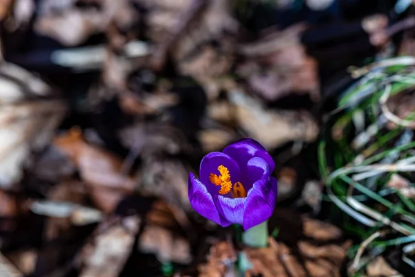 Plante Crocus Dans Toute Beauté Gros Plan — Photo