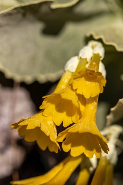 İlkbaharda Primula auricula çiçekleri