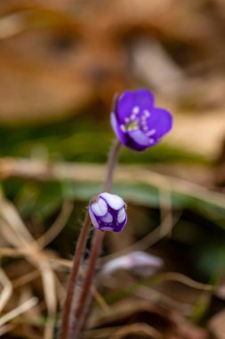 Ormanda Hepatica çiçeği, yaklaş.