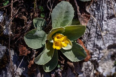 İlkbaharda Primula auricula çiçekleri