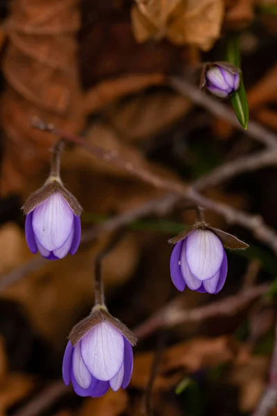 Flores Hepatica Bosque — Foto de Stock