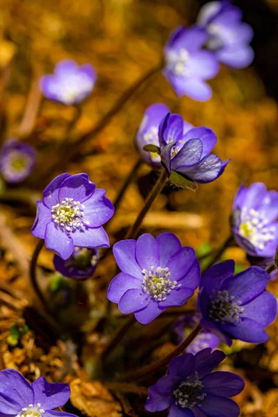 Hepatica Blüten Wald Makro — Stockfoto