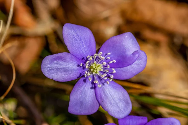 Hepatica Blume Wald — Stockfoto