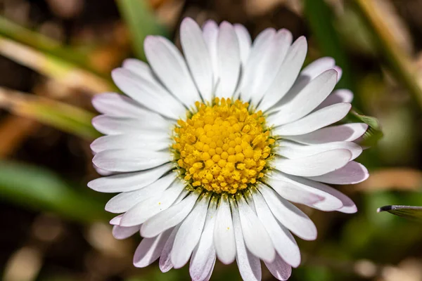 Daisy Φυτό Στο Δάσος Μακροεντολή — Φωτογραφία Αρχείου