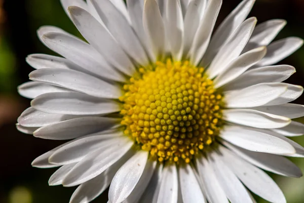 Daisy Planta Toda Sua Beleza — Fotografia de Stock