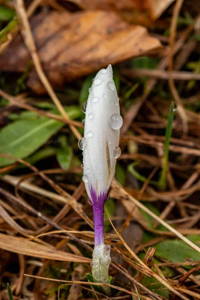 森の白いクロッカスの植物を閉じます — ストック写真