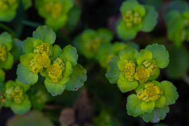 Krisosplenium alternifolium fabrikası, makro atış.