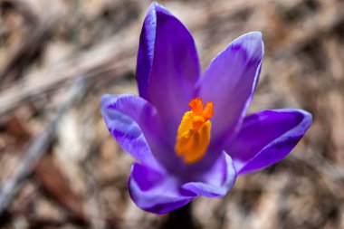 Crocus bitkisi tüm güzelliğiyle, yaklaş.
