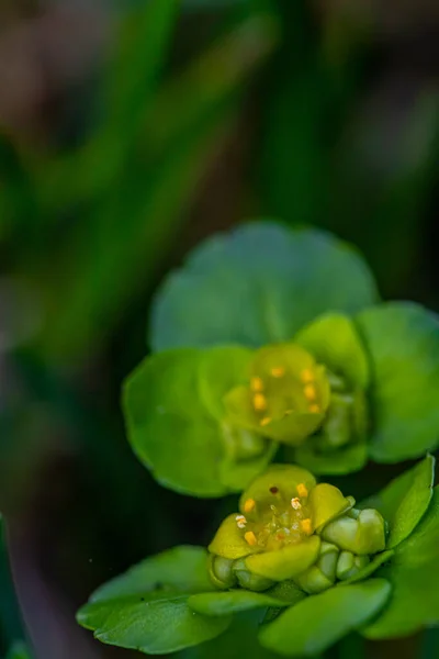 Chrysosplenium Alternifolium Rostlina Rostoucí Lese — Stock fotografie