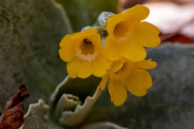 Primula auricula çiçekleri ormanda, makro