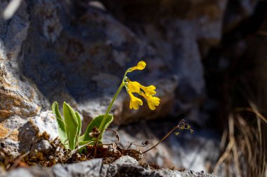 İlkbaharda Primula auricula çiçekleri