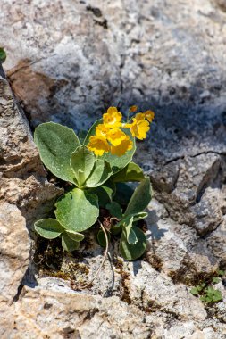 İlkbahar zamanı Primula auricula çiçekleri, kapatın.