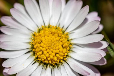 Ormandaki Daisy bitkisi, yaklaş.
