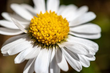 Daisy bitkisi tüm güzelliğiyle