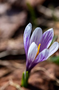 Beyaz Crocus bitkisi tüm güzelliğiyle