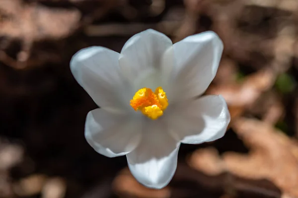 Ormandaki Beyaz Crocus Bitkisi Makro Çekim — Stok fotoğraf