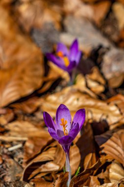 Crocus bitkisi tüm güzelliğiyle, yaklaş.