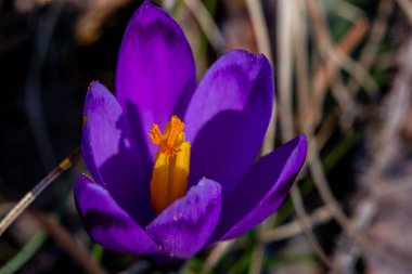 Crocus bitkisi tüm güzelliğiyle