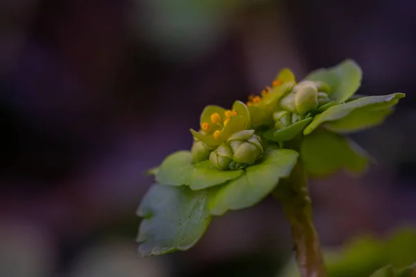 속에서 자라고 Chrysospillium Alrnifolium Plant — 스톡 사진