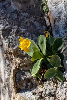 İlkbaharda Primula auricula çiçekleri