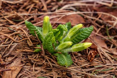 Ormanda çuha çiçeği, makro çekim.