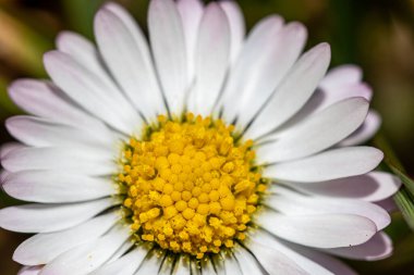 Ormandaki Daisy bitkisi, makro çekim.