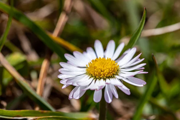 Plante Marguerite Dans Forêt Macro — Photo