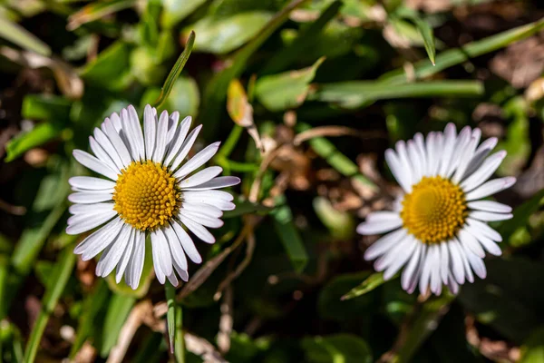 Plante Marguerite Dans Toute Beauté Gros Plan — Photo