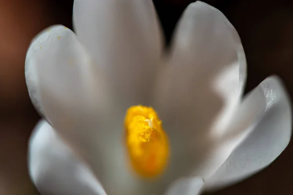 Beyaz Crocus Bitkisi Tüm Güzelliğiyle — Stok fotoğraf