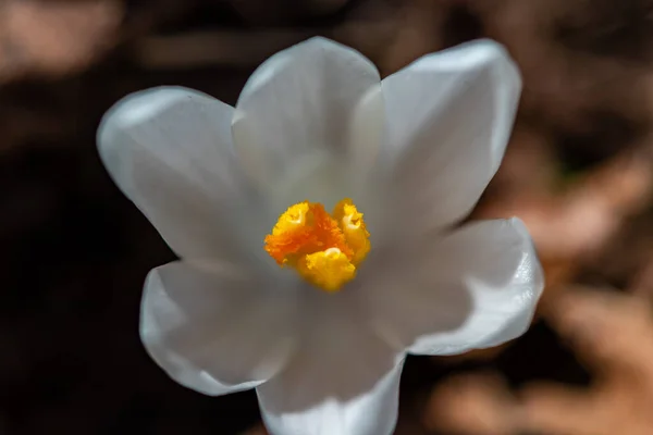 White Crocus Plant All Its Beauty Close — Stock Photo, Image