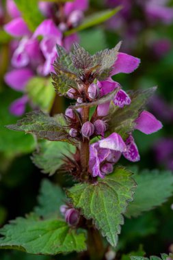 Ormandaki kırmızı ölü ısırgan otu, yakın çekim