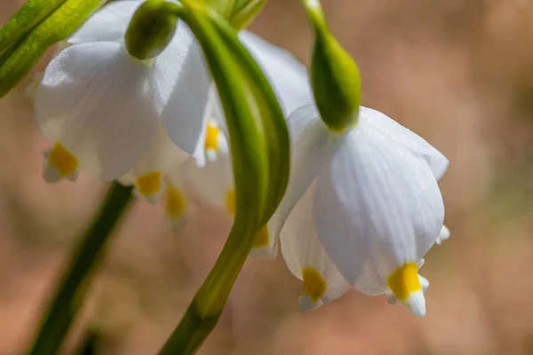 Spring snowflake in the garden, macro shoot