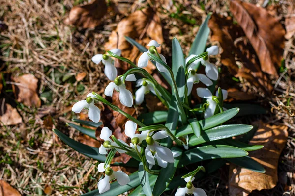 Voorjaarssneeuwvlok Tuin — Stockfoto