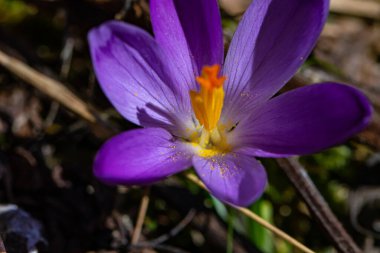 Ormandaki timsah bitkisi, kapat.