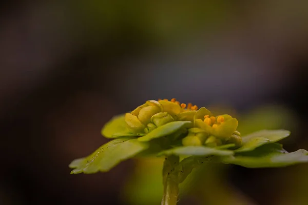 Хризоспланієві Рослини Ростуть Лісі Макроелементи — стокове фото